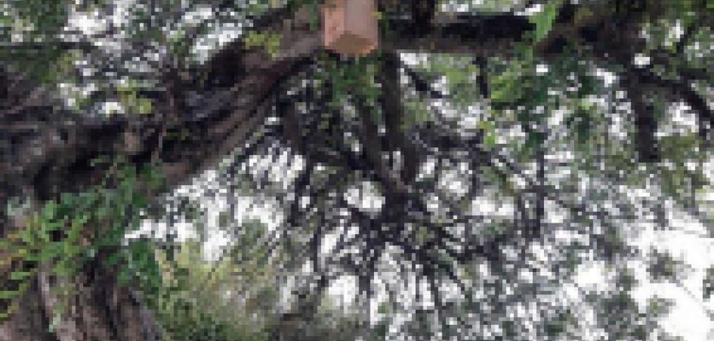 “ALOJAMENTO LOCAL PARA AVES” EM PROL DA BIODIVERSIDADE E DO CONTROLO DE PRAGAS URBANAS