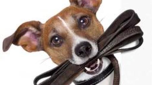 Cãominhada de Natal com o GAJ