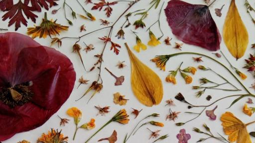 Workshop de Secagem/Prensagem de flores e plantas