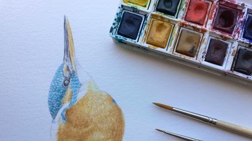 Workshop de Ilustração da natureza - Aves em aguarela