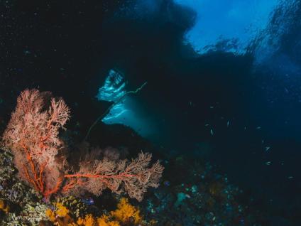 iamgem de um coral