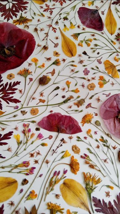 Workshop de Secagem/Prensagem de flores e plantas