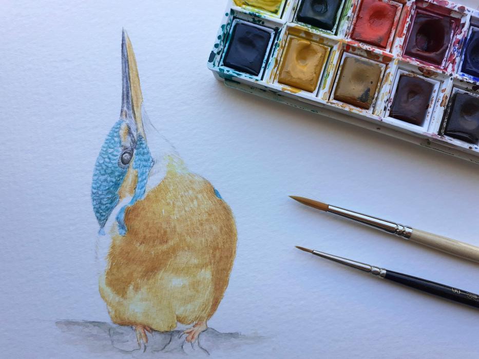 Workshop de Ilustração da natureza - Aves em aguarela