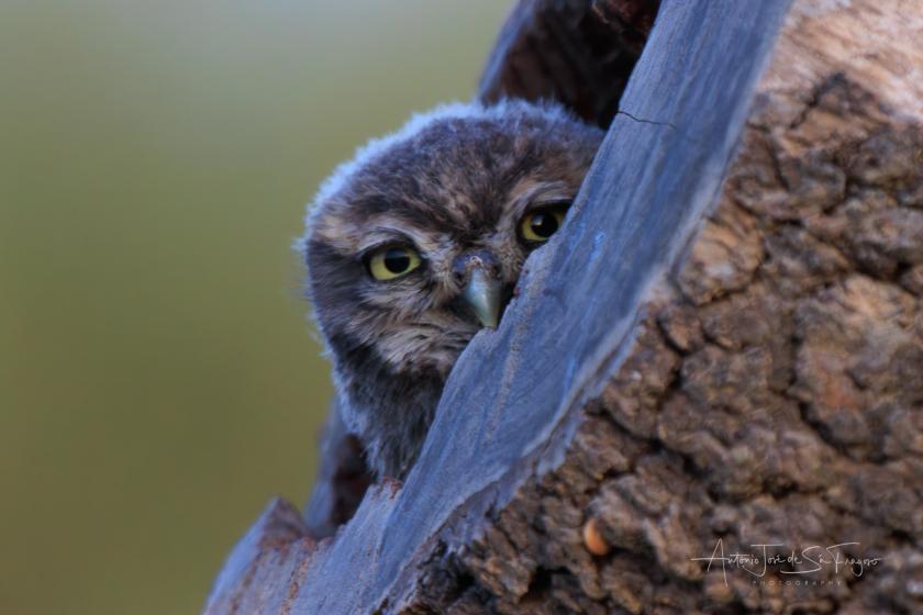 Mocho-Galego, Little Owl