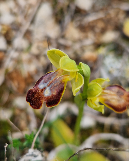 PROJETO DE MONITORIZAÇÃO DA FLORA  ALGARVENSIS ENCERRA ANO LETIVO 2025/2026