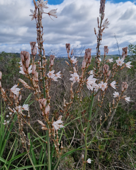 PROJETO DE MONITORIZAÇÃO DA FLORA  ALGARVENSIS ENCERRA ANO LETIVO 2025/2026