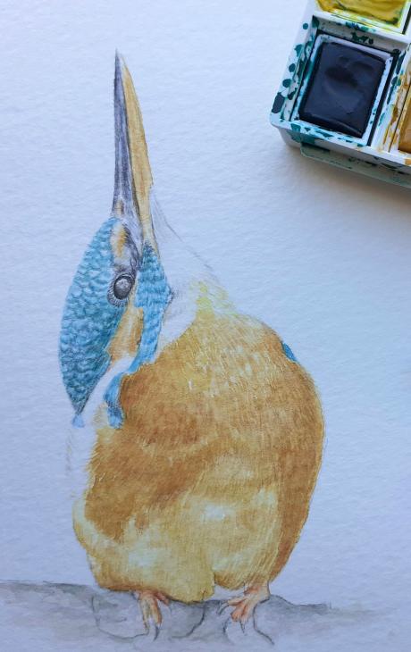 Workshop de Ilustração da natureza - Aves em aguarela