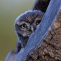 Mocho-Galego, Little Owl
