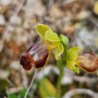 PROJETO DE MONITORIZAÇÃO DA FLORA  ALGARVENSIS ENCERRA ANO LETIVO 2025/2026