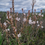 PROJETO DE MONITORIZAÇÃO DA FLORA  ALGARVENSIS ENCERRA ANO LETIVO 2025/2026